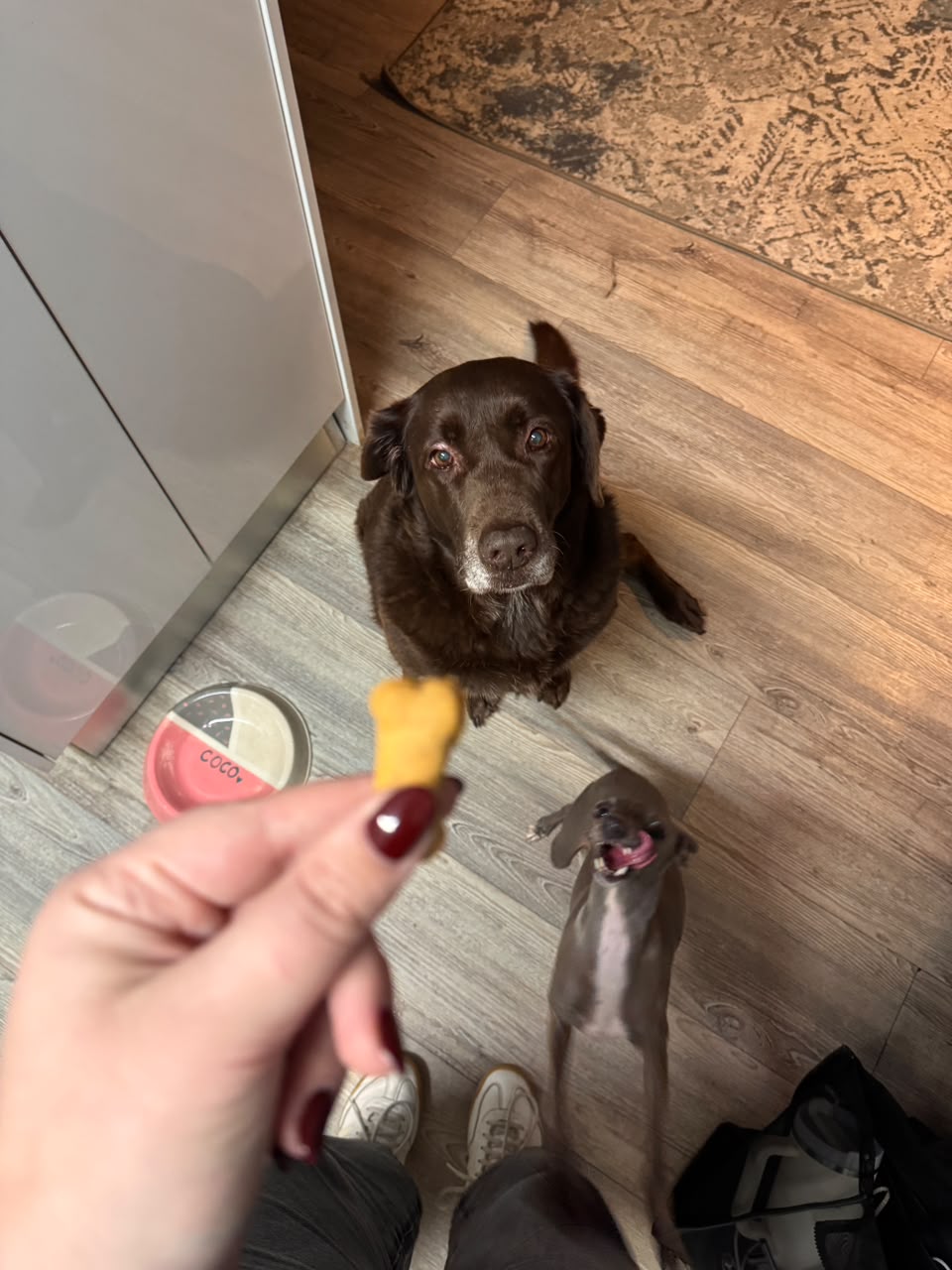 Coco & Beau enjoying their treats